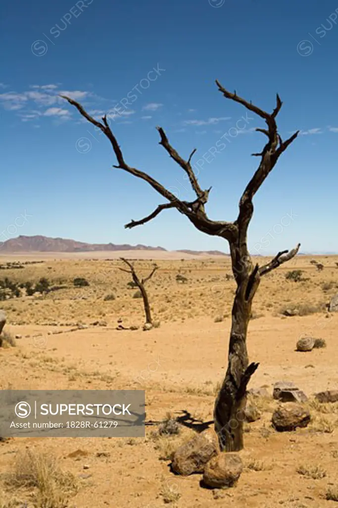 Dead Tree in Desert, Aus, Karas Region, Namibia   