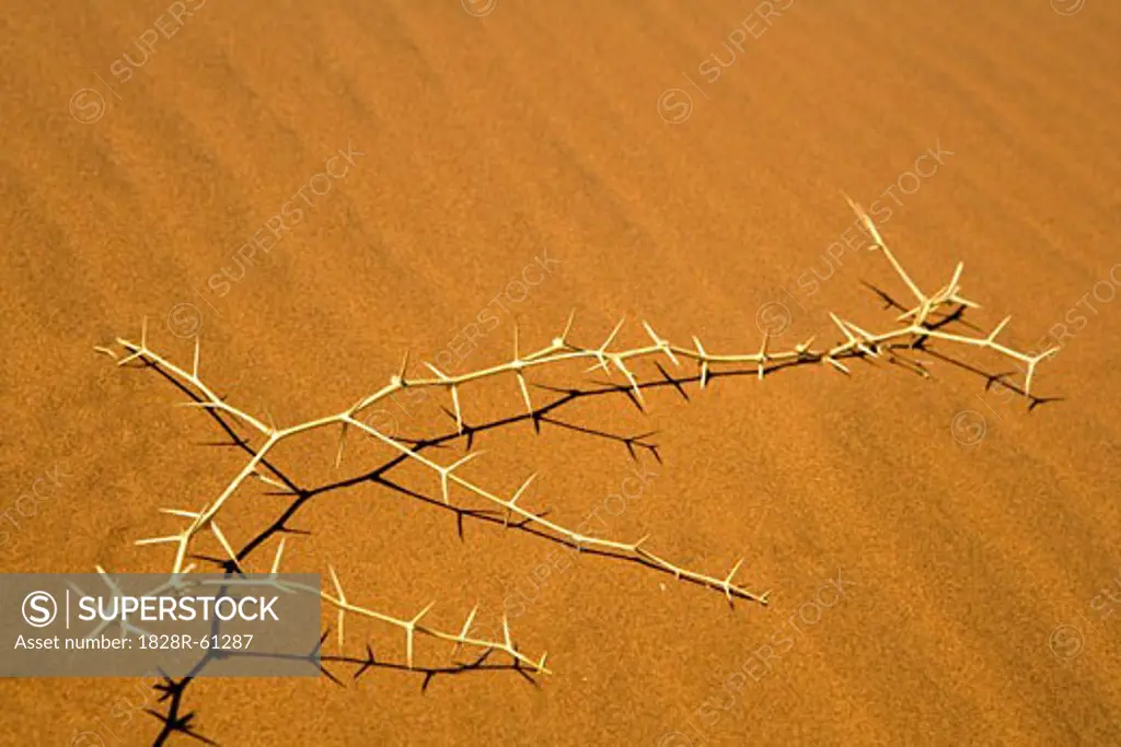 Thorn Bush on Sand,Namib-Naukluft National Park, Namibia   