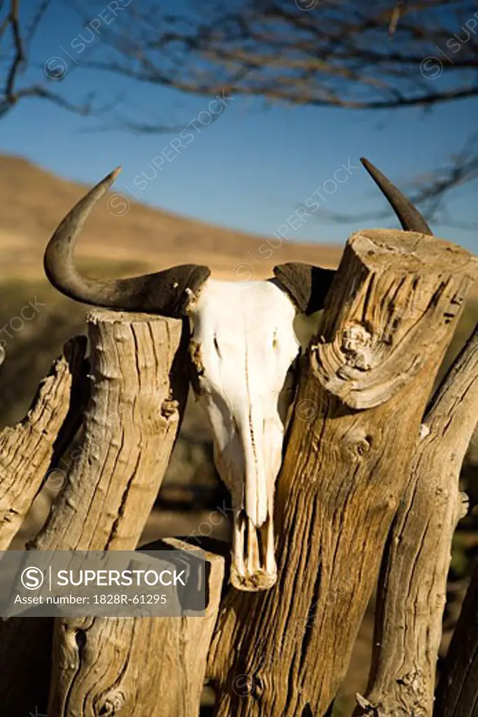 Animal Skull on Fence, Namib-Naukluft National Park, Namibia   