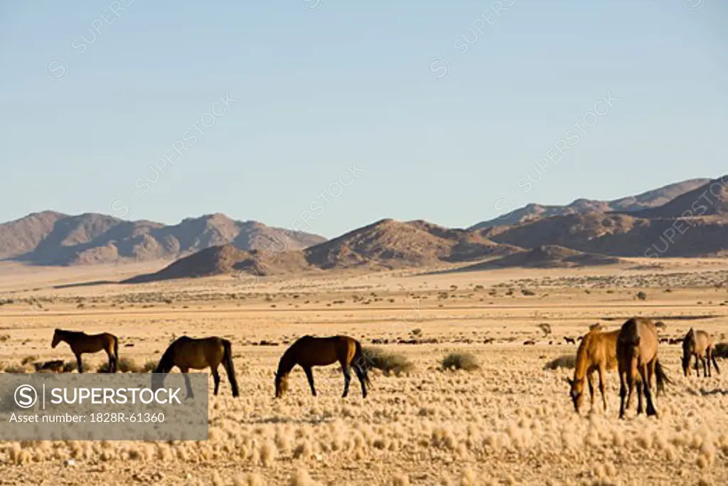 Horses, Aus, Karas Region, Namibia   