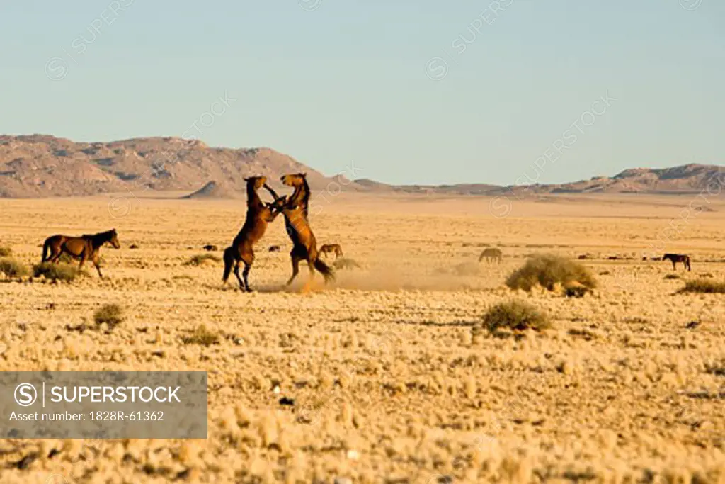 Horses, Aus, Karas Region, Namibia   