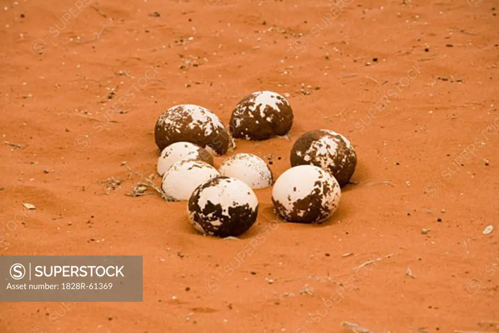 Ostrich Eggs, Kolmanskop, Kalahari, Namibia   