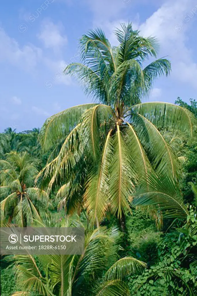 Coconut Plantation, Port Antonio, Jamaica   