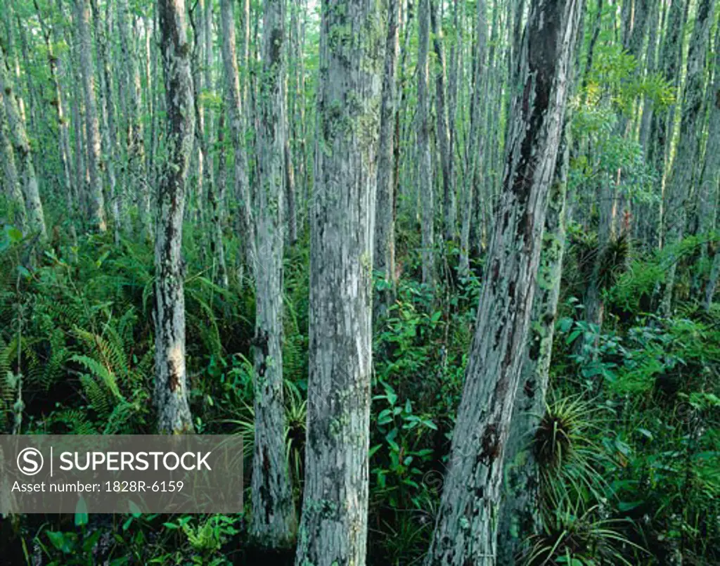 Cypress Trees and Bromeliads Corkscrew Swamp Sanctuary, Florida Everglades, USA   