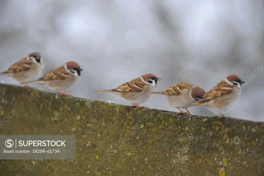 Five Sparrows   