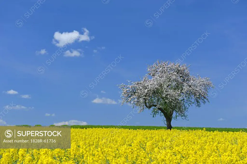 Blooming Apple Tree, Bavaria, Germany   