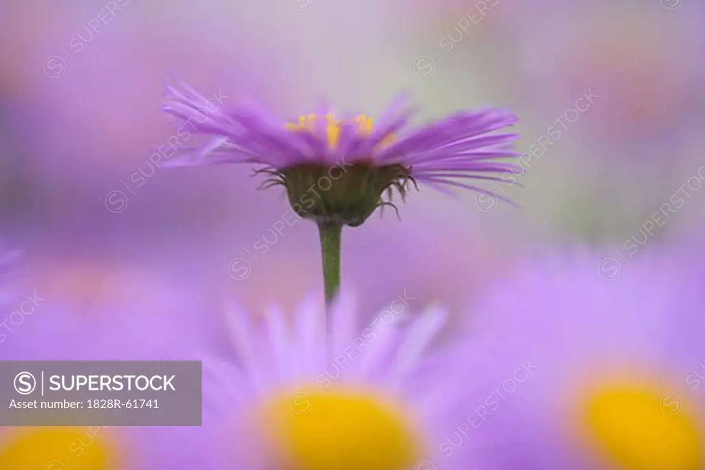 Close-up of Aster Flowers   