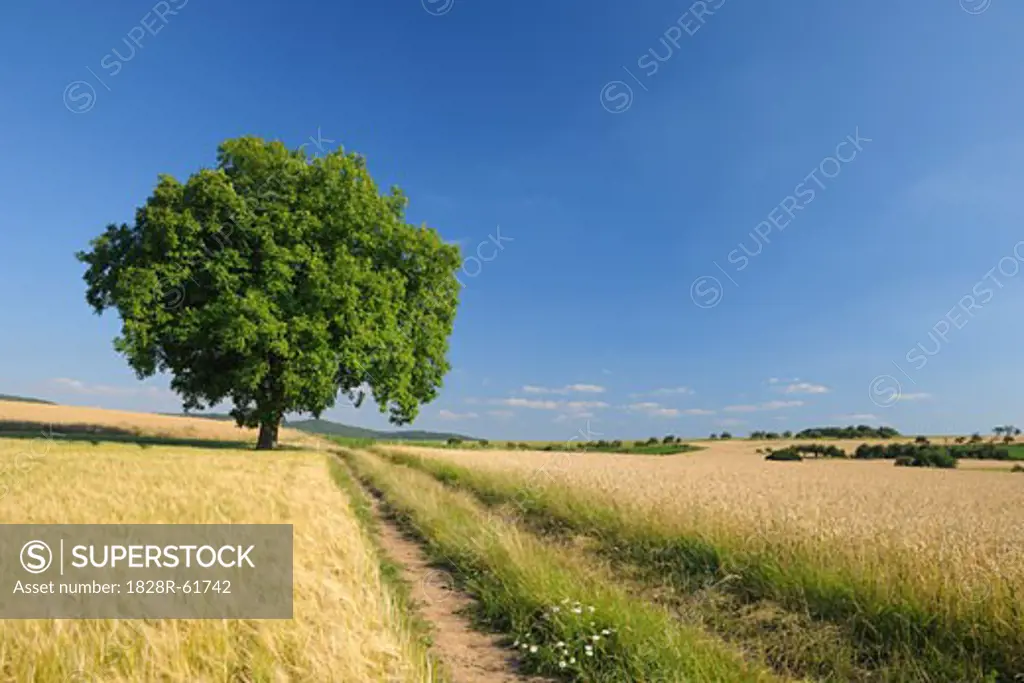 Walnut Tree in Field   