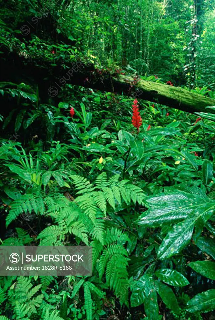 Tropical Rain Forest, Jamaica   
