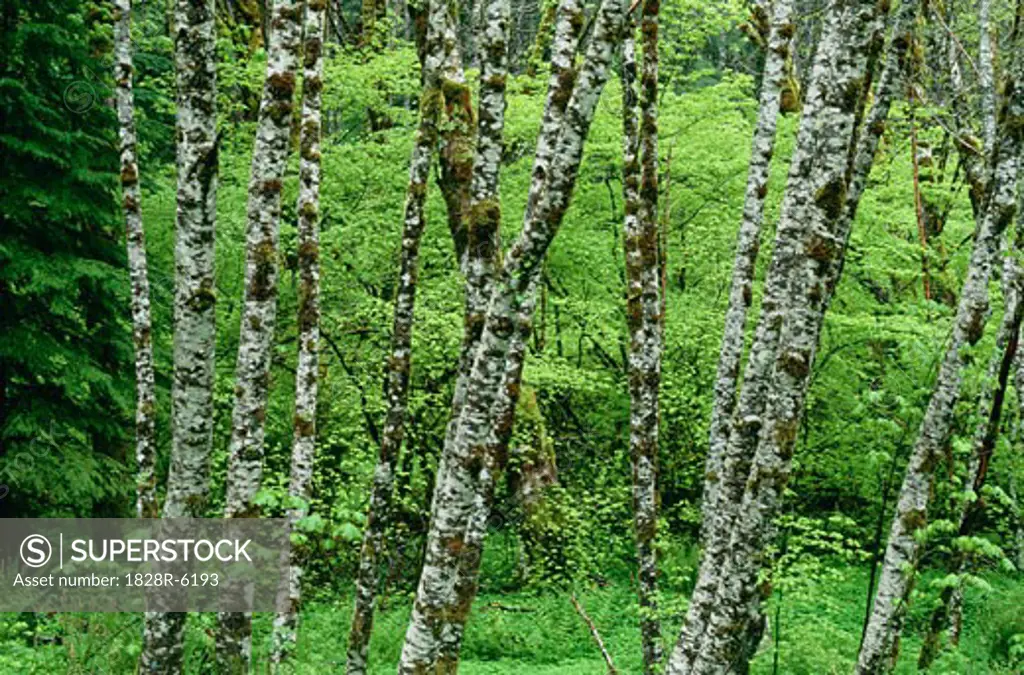 Alder Trees, Washington State, USA   