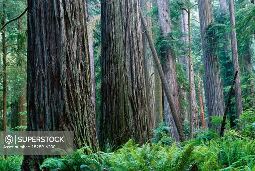 Redwoods, Jedidiah Smith State Park, California, USA   