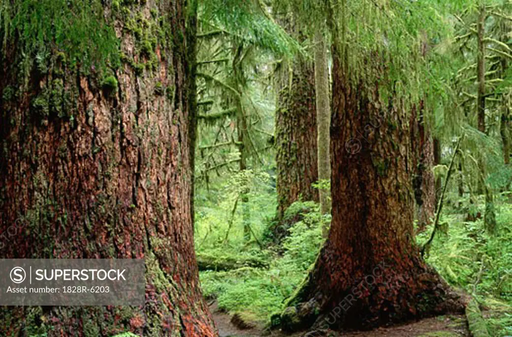 Temperate Rainforest, Olympic National Park, Washington State, USA   