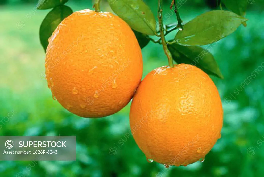 Oranges, Redlands, California, USA   