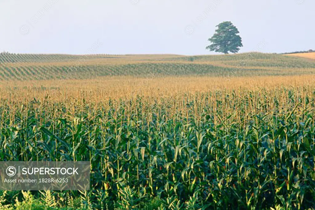 Tree in Corn Field, Aurora, Ontario, Canada   
