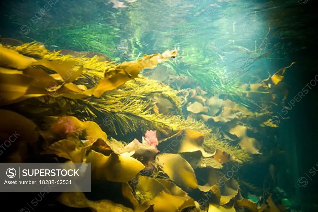 Underwater View of Kelp