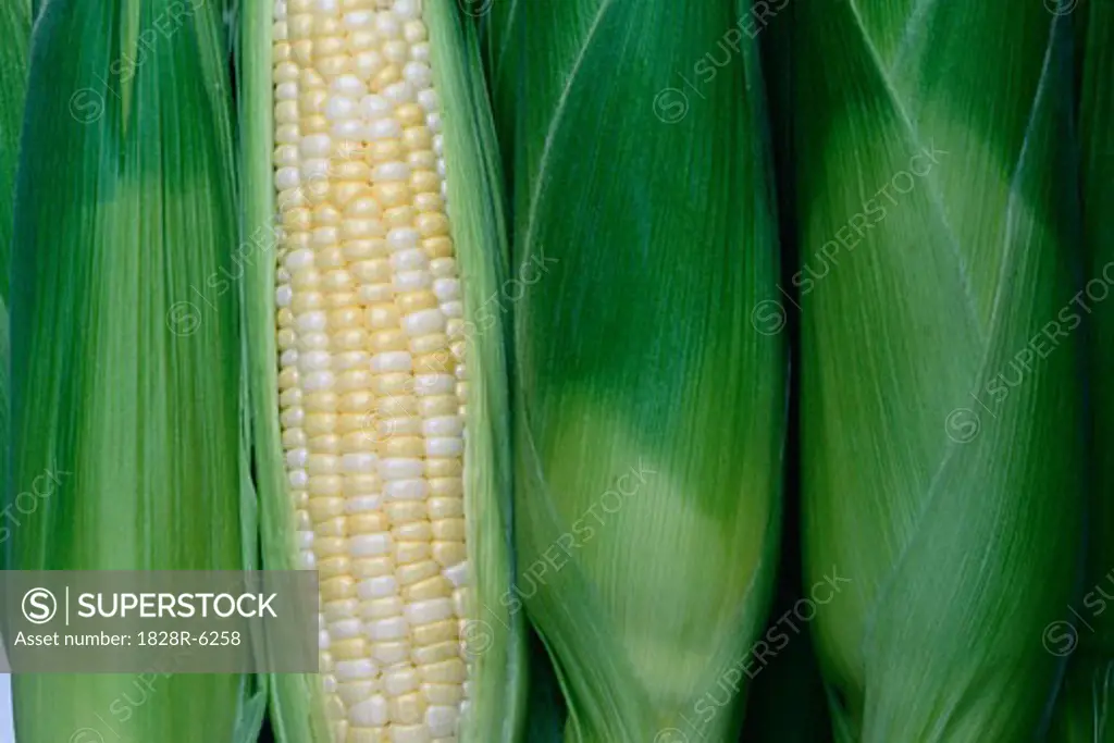 Corn, Markham, Ontario, Canada   