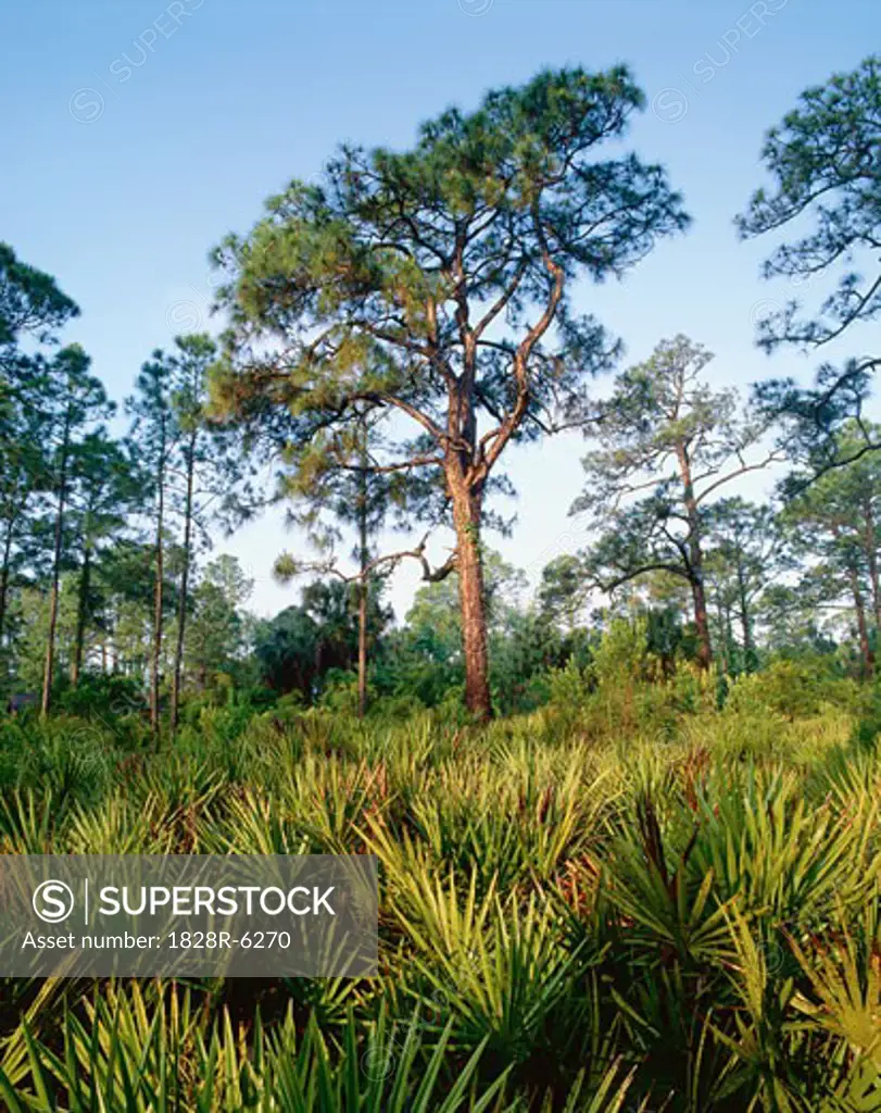 Florida Everglades, Corkscrew Swamp Sanctuary, Florida, USA   