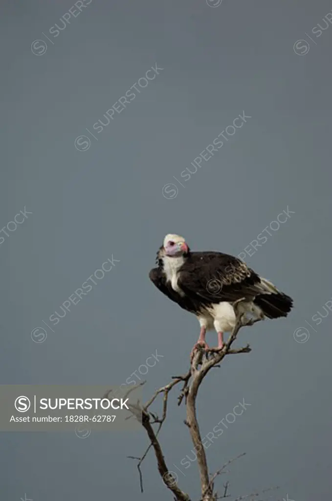 Vulture Perched On Dead Branch, Masai Mara, Kenya
