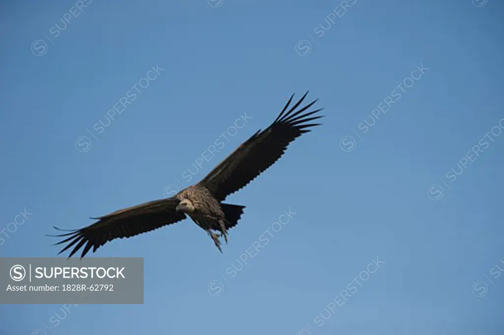 Vulture in Flight, Masai Mara, Kenya