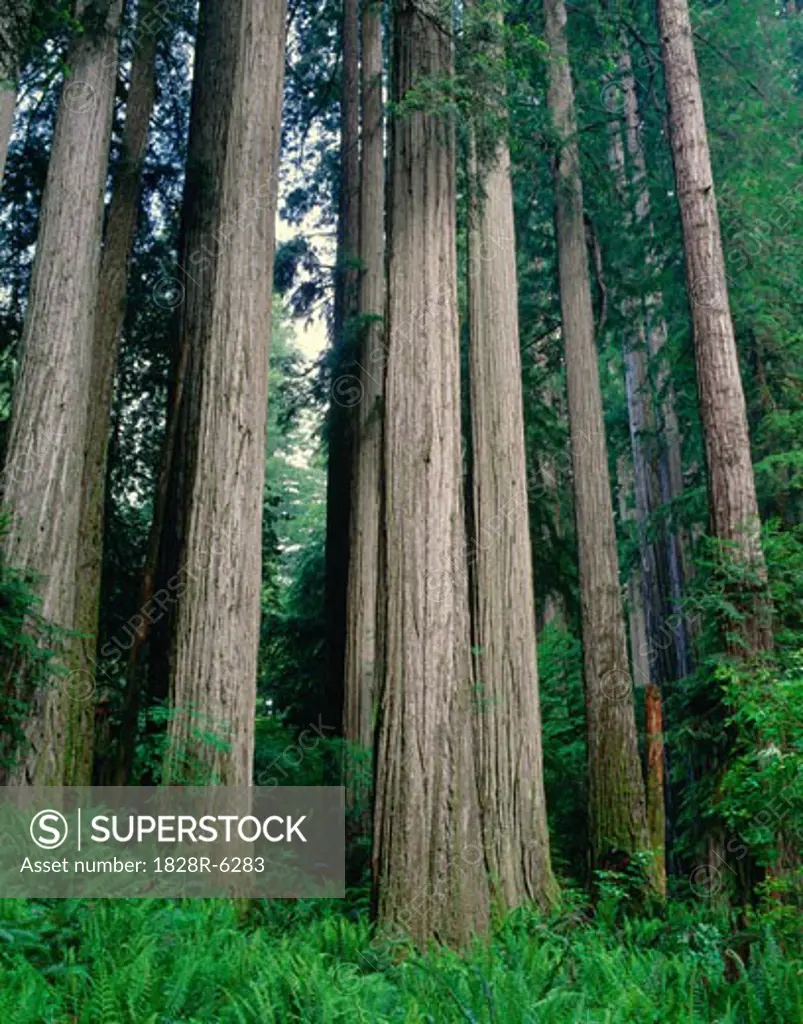Redwood Forest, Jedidiah Smith State Park, California, USA   