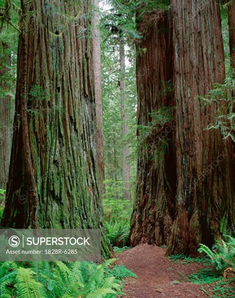 Redwood Forest, Jedidiah Smith State Park, California, USA   