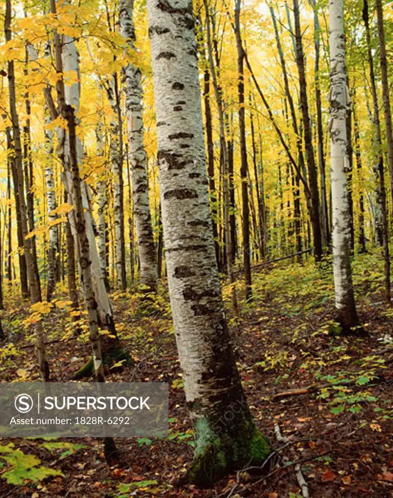 Birch Forest, Algonquin Provincial Park, Ontario, Canada   