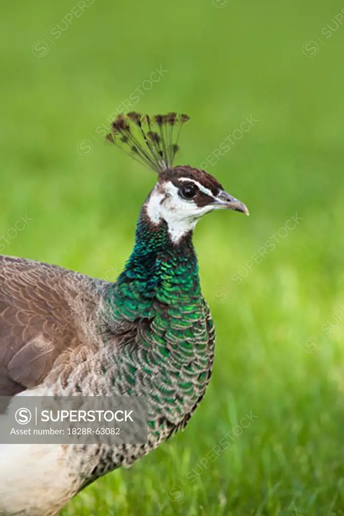 Portrait of Female Indian Peacock