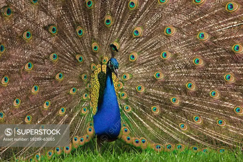 Portrait of Male Indian Peacock