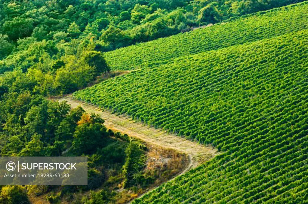 Vineyard, Chianti, Tuscany, Italy   