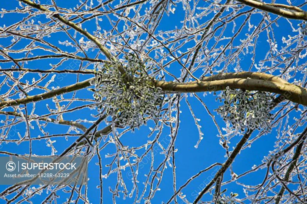 Mistletoe in a Tree, Glesch, Bergheim, Germany