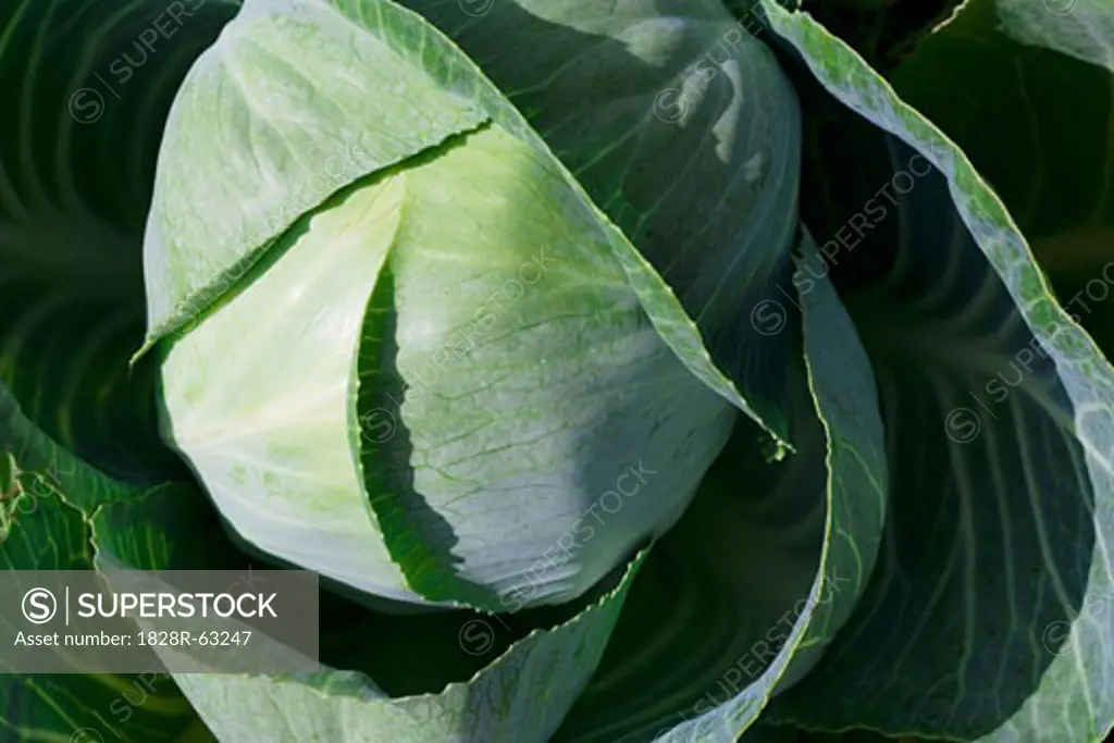 Close-up of White Cabbage