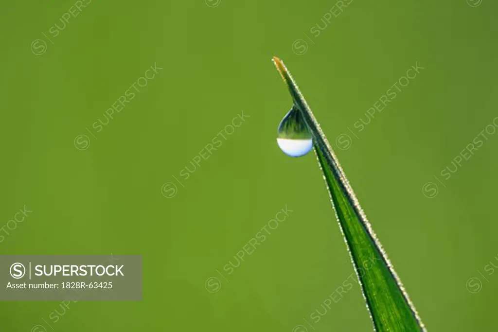 Dew Drop on Blade of Grass
