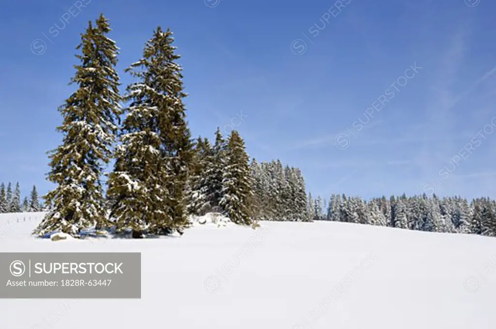 Black Forest in Winter, Baden-Wurttemberg, Germany