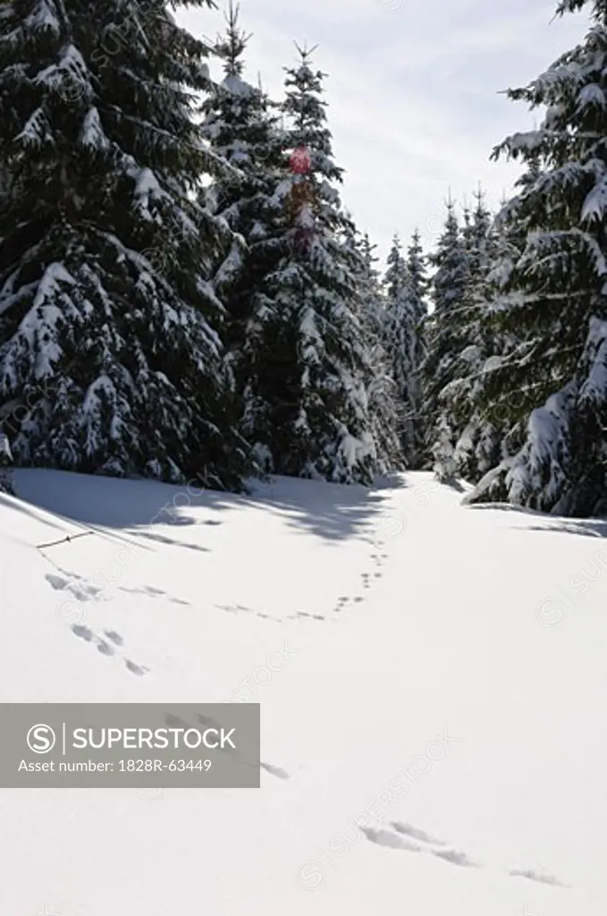 Rabbit Tracks in Snow, Black Forest, Baden-Wurttemberg, Germany