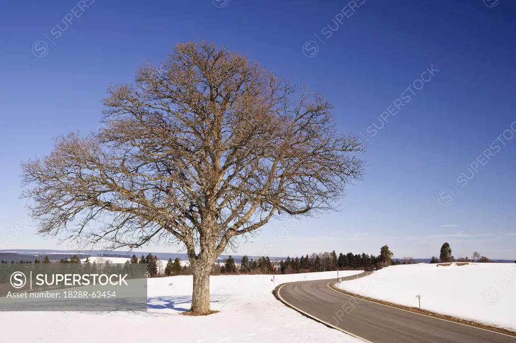Oak Tree by Road in Winter, Black Forest, Baden-Wurttemberg, Germany