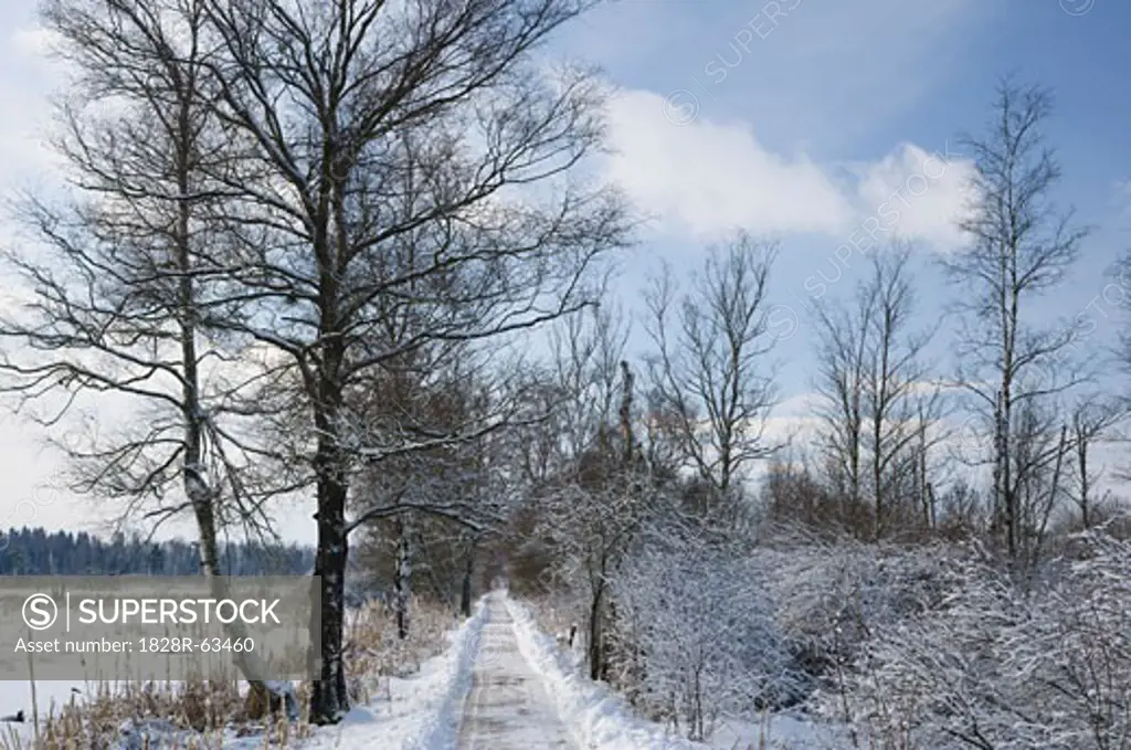 Path in Winter in Schwenninger Moos, Baden-Wurttemberg, Germany