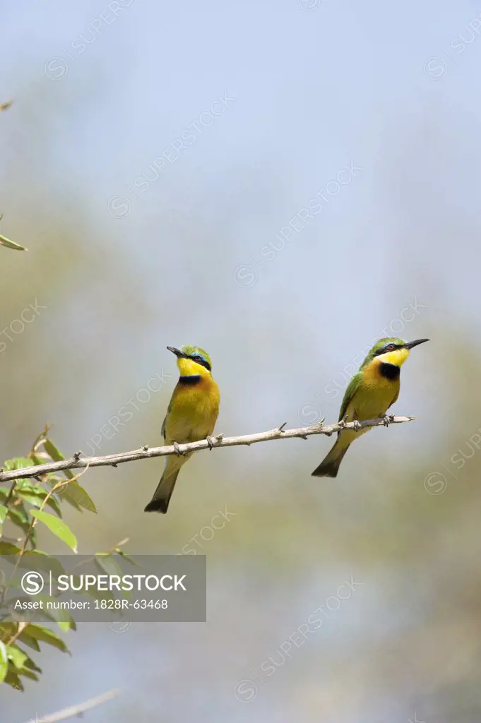 Bee-eaters Sitting on Branch, Masai Mara, Kenya