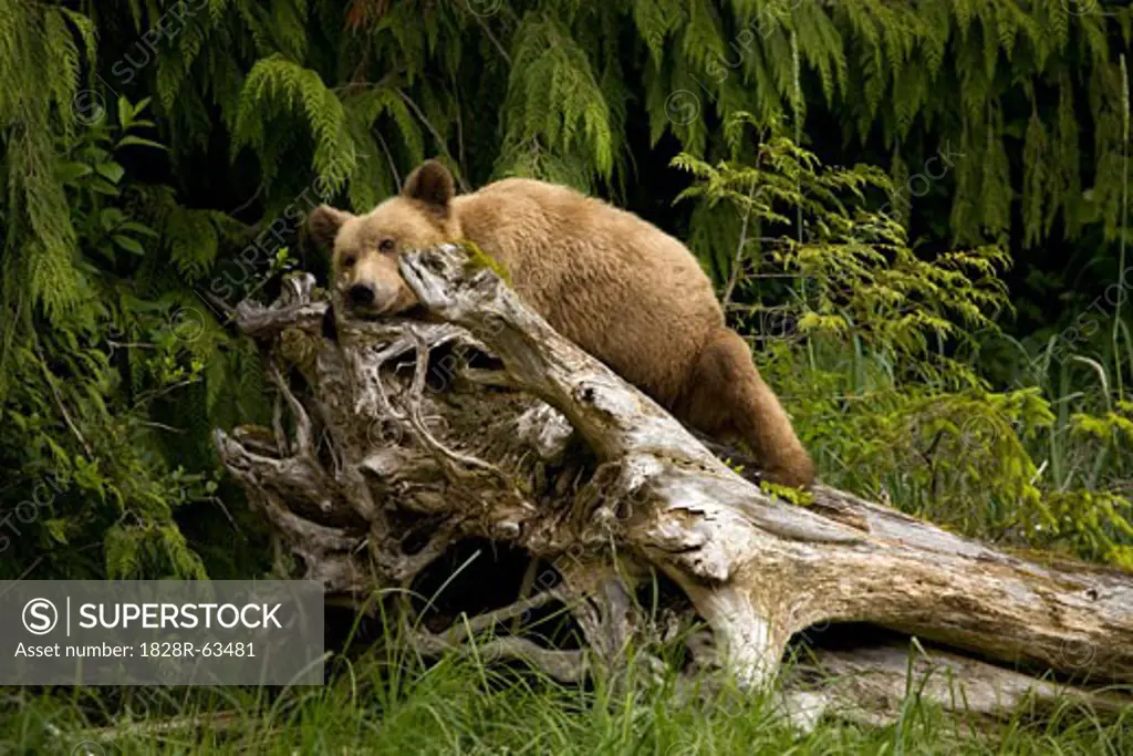 Young Grizzly Bear Sleeping on a Stump, Glendale Estuary, Knight Inlet, British Columbia, Canada