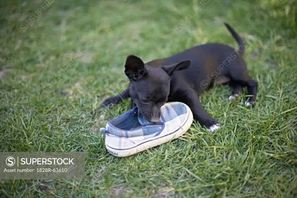 Puppy Chewing Shoe