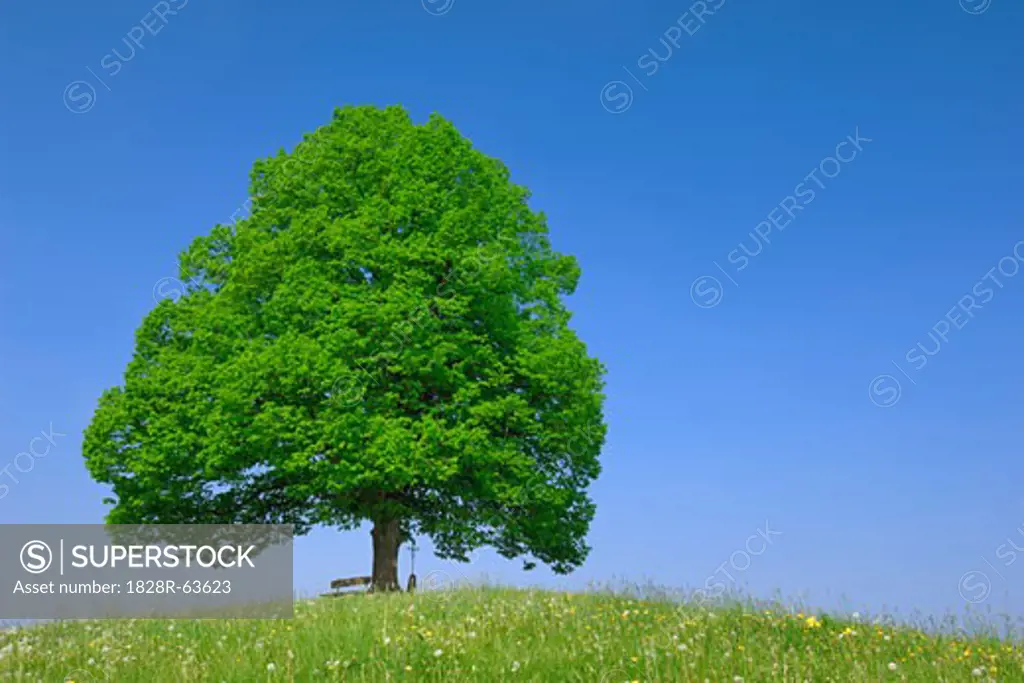Lone Lime Tree on Hill