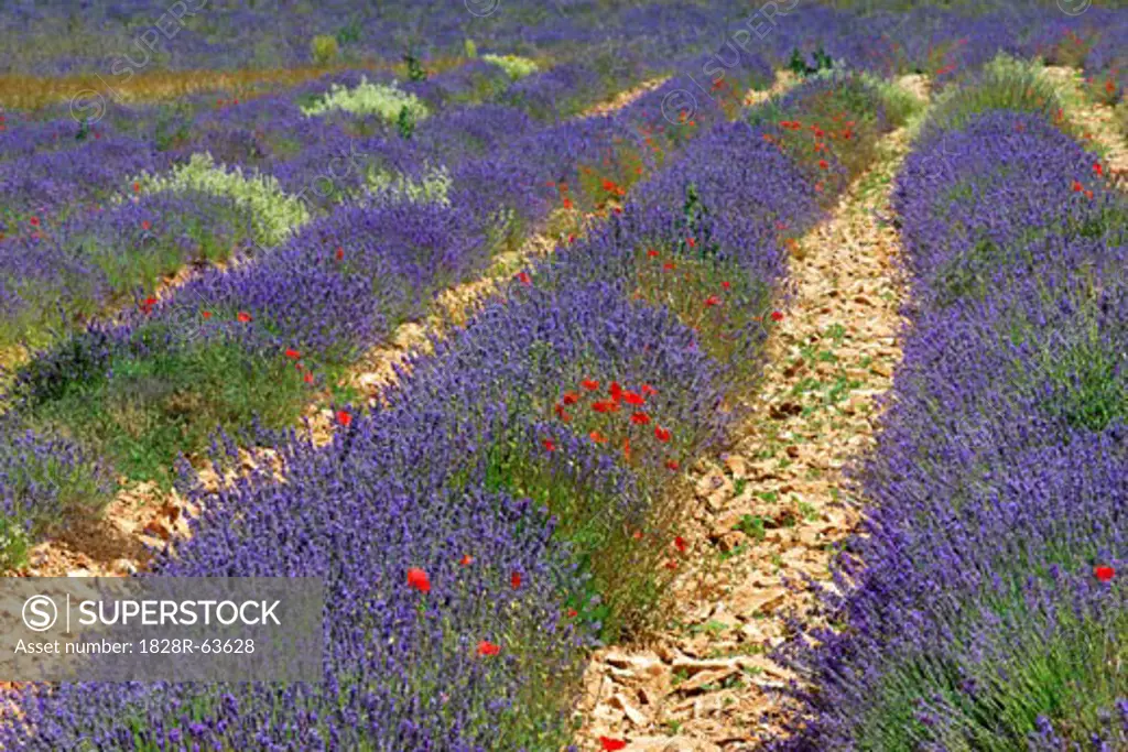 Close-up of Lavender Field, Sault, Provence, France