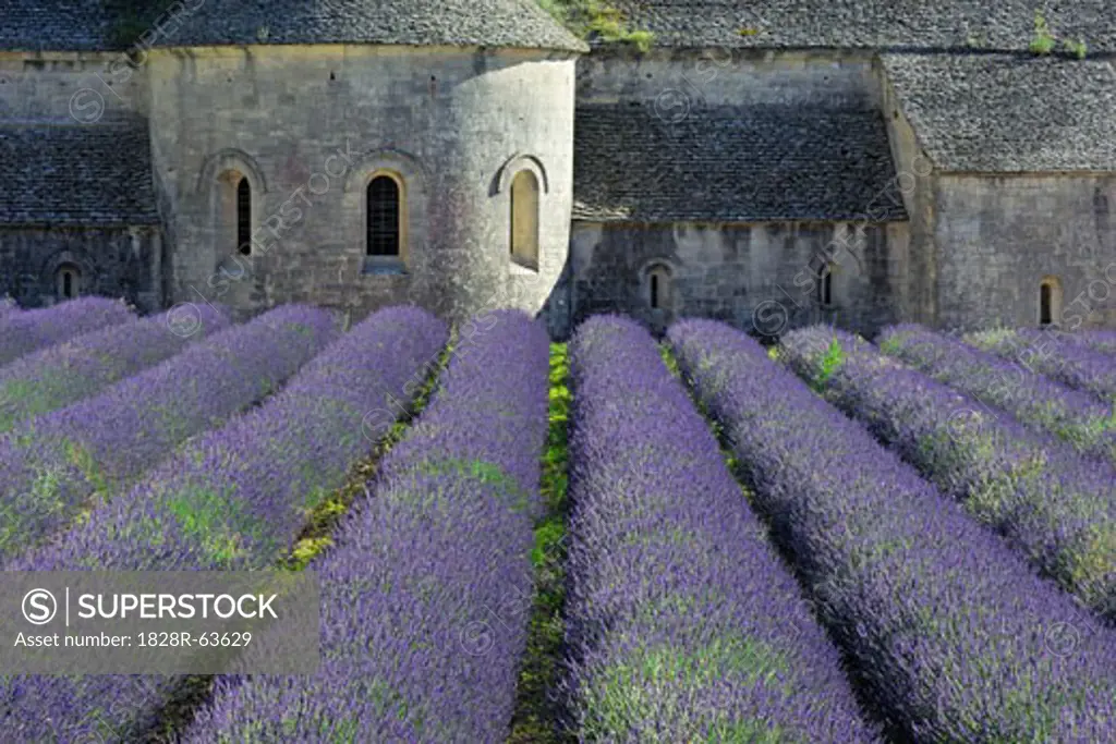 Lavender Field, Senanque Abbey, Vaucluse, Provence, France