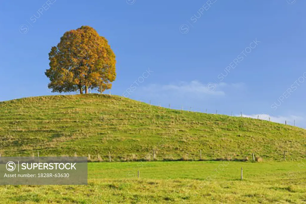 Lone Lime Tree on Hill