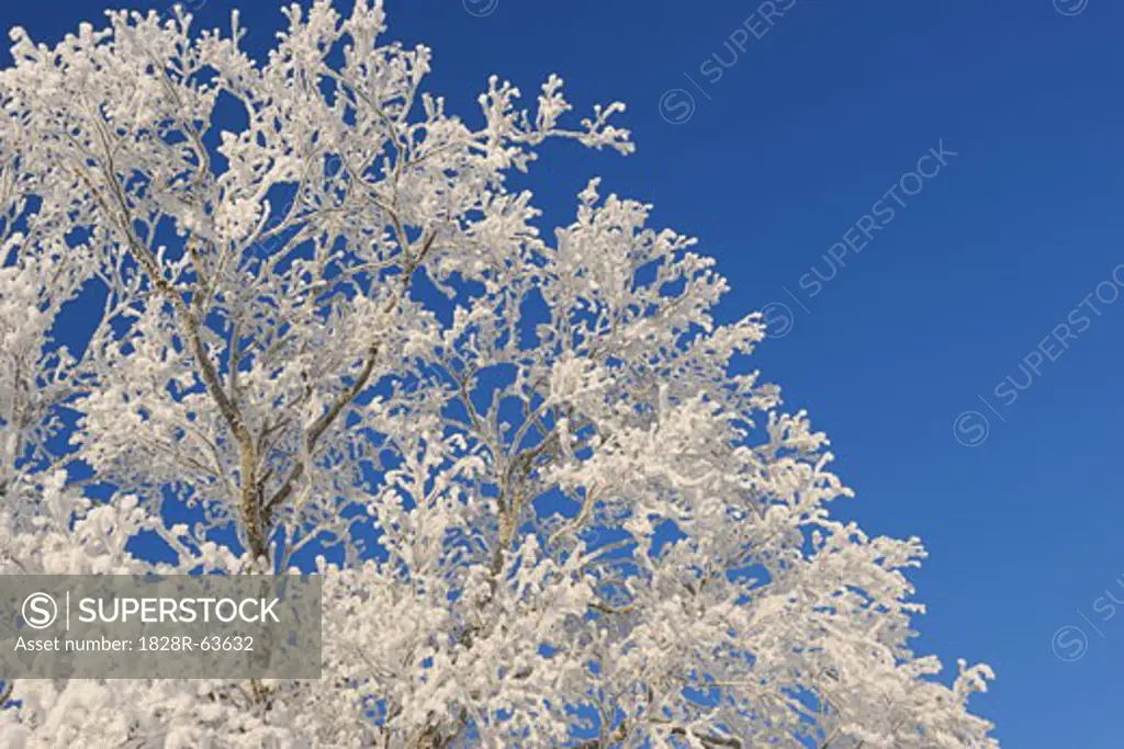 Close-up of Hoar Frost on Tree Branches