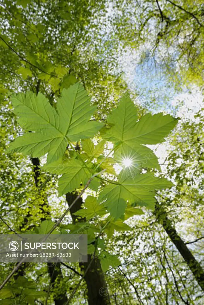 Close-up of Maple Leaves and Trees in Forest