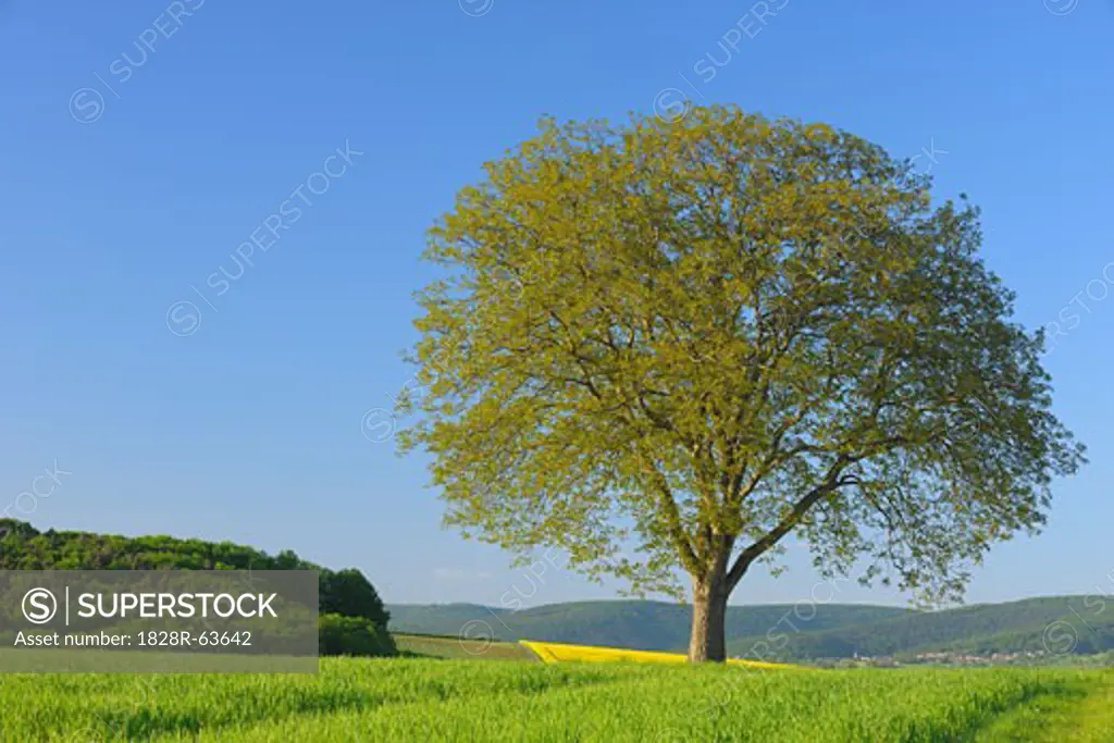 Lone Walnut Tree in Field, Spessart, Bavaria, Germany