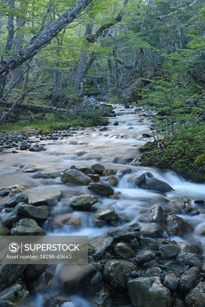 Stream in Forest, Tierra del Fuego National Park, Near Ushuaia, Argentina