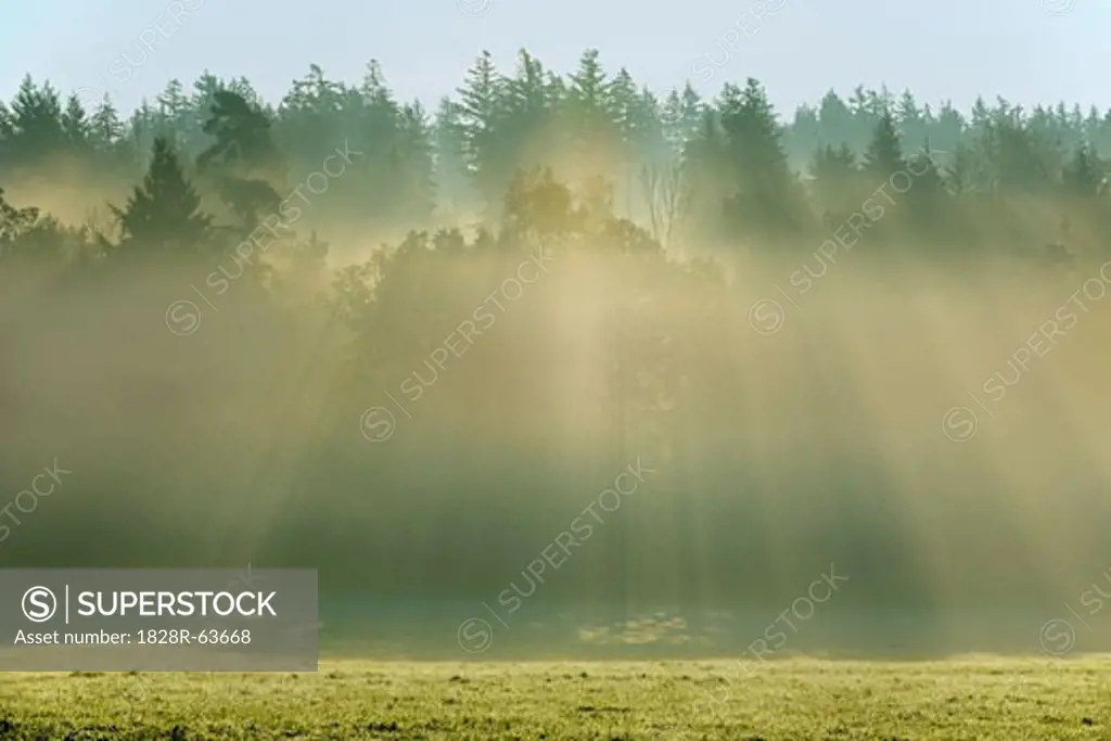 Sunlight Shining Through Forest, Odenwald, Hesse, Germany