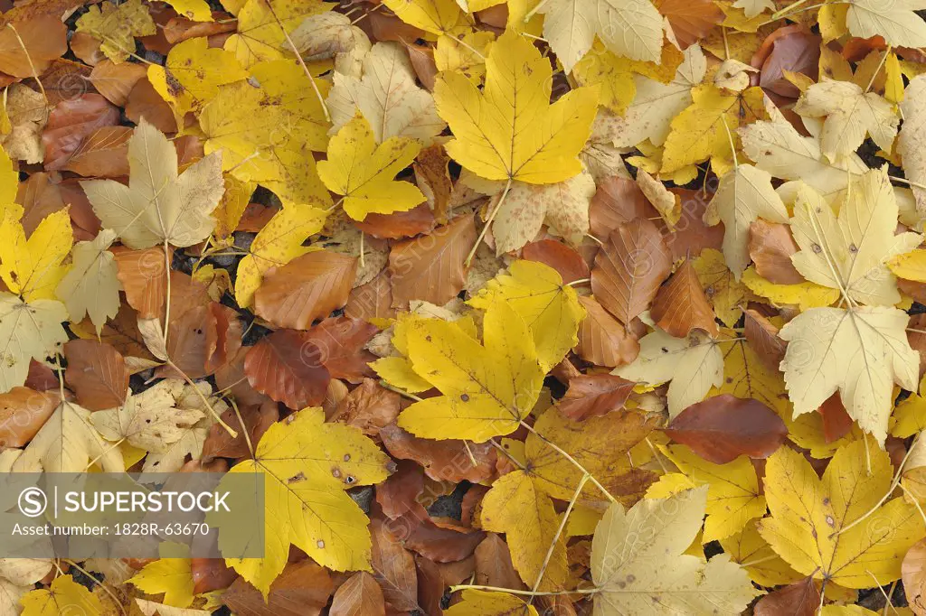 Maple and Beech Leaves in Autumn, Odenwald, Hesse, Germany