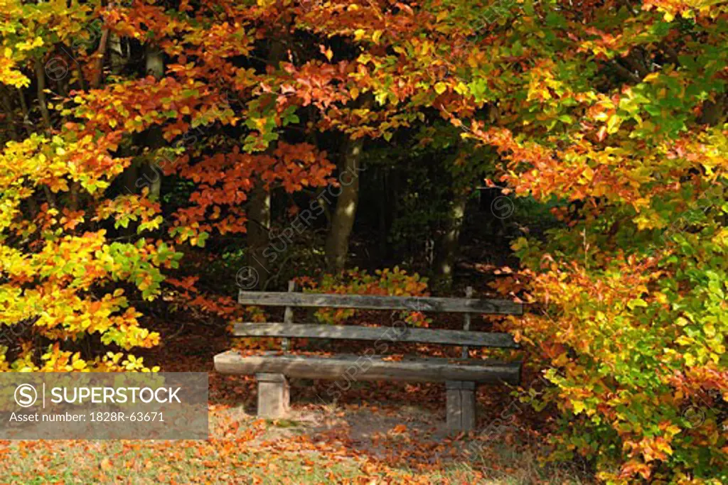 Park Bench in Forest, Odenwald, Hesse, Germany